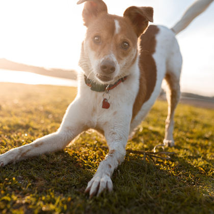 Kachel Hund