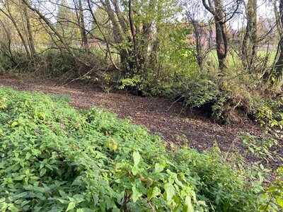Flusslauf Berkel November 2022