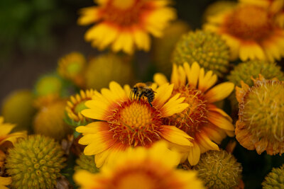 20250825_Insekten_Blumen_9290