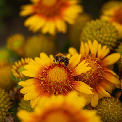 20250825_Insekten_Blumen_9290