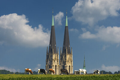 Dom mit Kühen