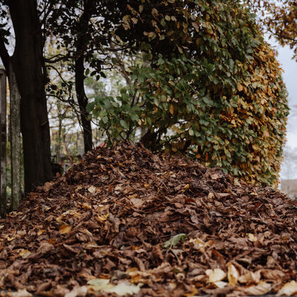 20251103_Laub_Billerbeck_14879