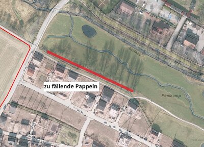 Fällung kanadische Hybrid-Pappeln