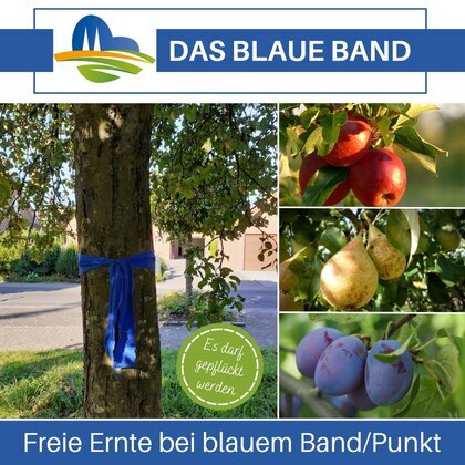 Blaue Band_Ernte