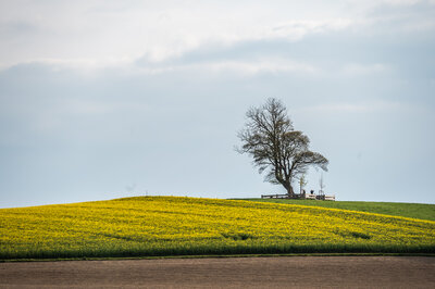 Möllerings Hügel - Christian Eschhaus / Stadt Billerbeck Möllerings Hügel